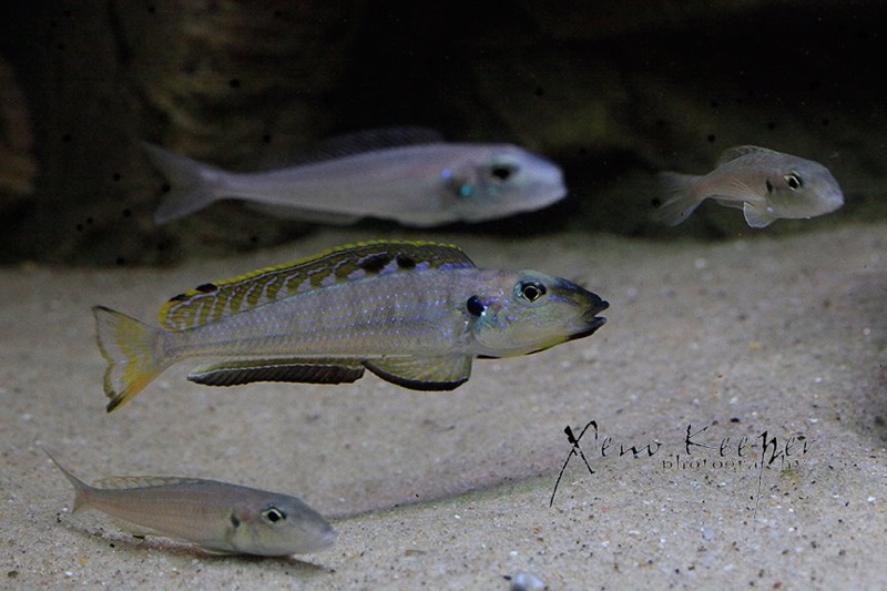 Enantiopus melanogenys 'Karema'